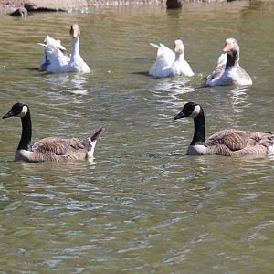 Canada Geese