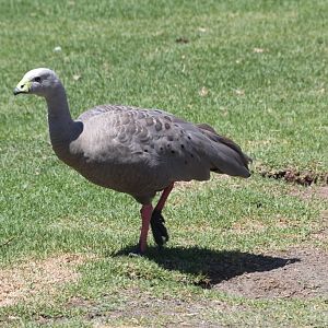Cape Barren Goose
