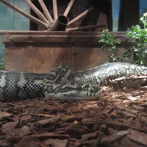 Coastal Carpet Python