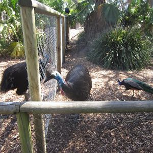 Cassowaries