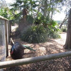 Cassowary enclosure