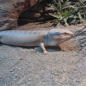 Centralian Bluetongue Skink