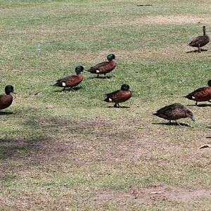 Chestnut Teal (wild)