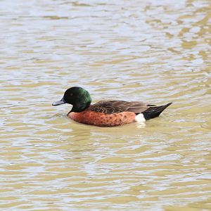 Chestnut Teal (wild)