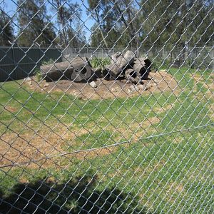 Dingo Enclosure