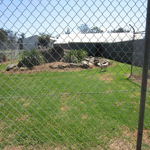 Dingo Enclosure