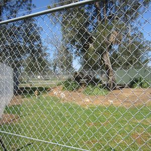 Dingo Enclosure