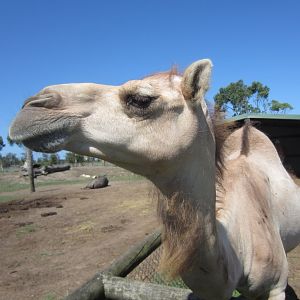 Dromedary