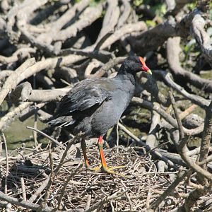 Dusky Moorhen (wild)