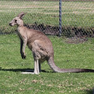 Grey Kangaroo