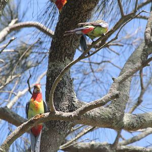 Eastern Rosellas (wild)