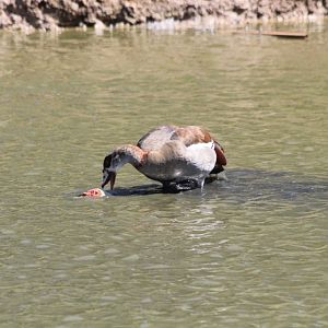 Egyptain Goose mating