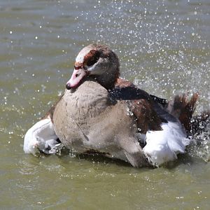 Egyptian Goose