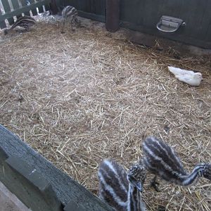 Emu chicks