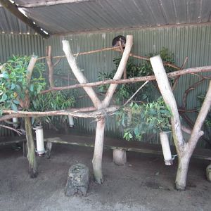 Koala exhibit