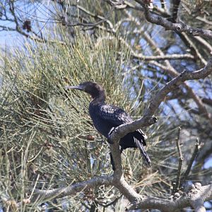 Little Black Cormorant (wild)