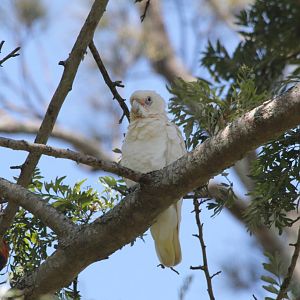 Little Corella (wild)