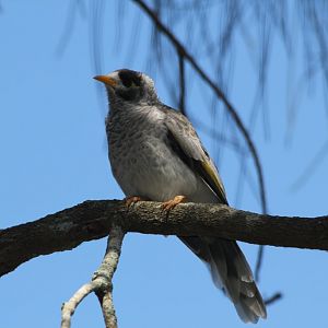 Noisy Miner (wild)