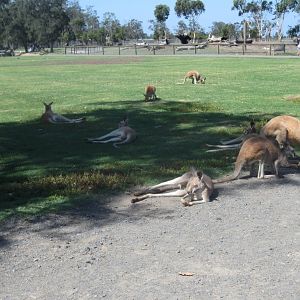 Kangaroos