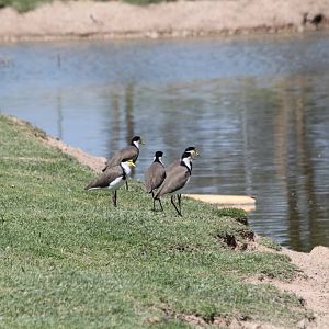 Masked Plovers (wild)