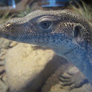 Merten's Water Monitor