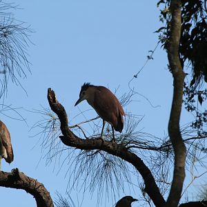 Nankeen Night herons (wild)