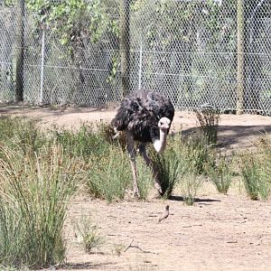 Ostrich