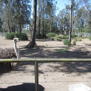 Ostrich enclosure