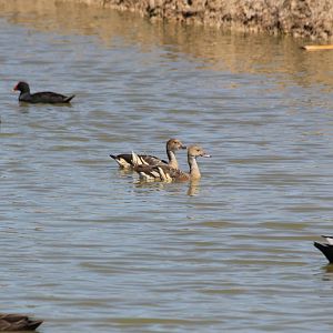Plumed Whistleducks (wild)