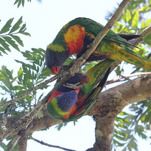 Rainbow Lorikeets (wild)