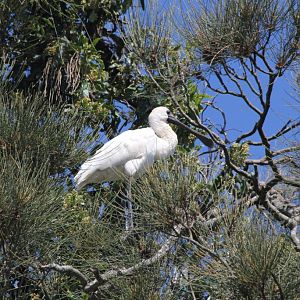 Royal Spoonbill (wild)