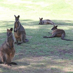 Swamp Wallabies