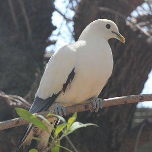 Torres Strait Pigeon