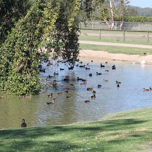 Waterfowl Pond