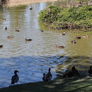 Waterfowl Pond