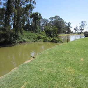 Waterfowl Pond and island