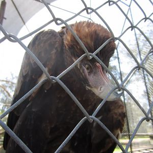 Wedgetail Eagle