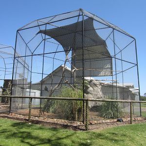 Wedgetail Eagle Aviary