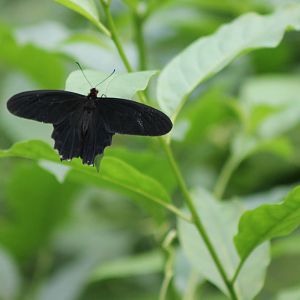 papilio species