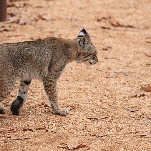 Bobcat