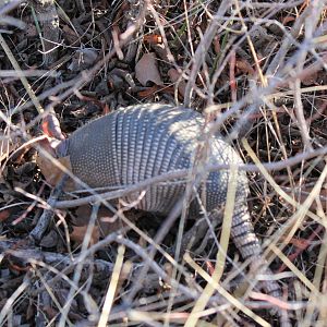 Nine-Banded Armadillo