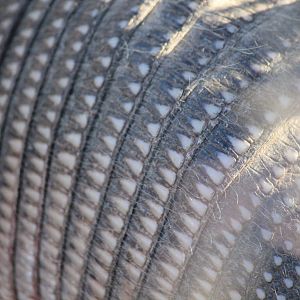 Nine-Banded Armadillo