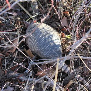 Nine-Banded Armadillo