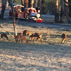 nyala herd and train