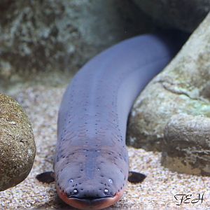 electric eel