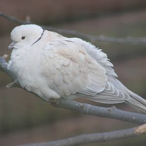 African collared dove
