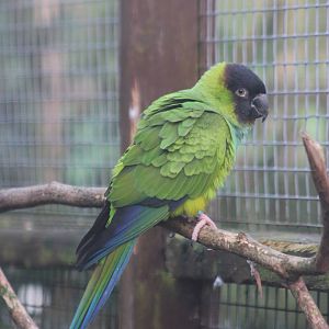 Nanday_conure_10_