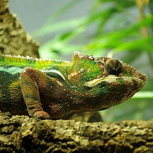 Panther chameleon at Bochum