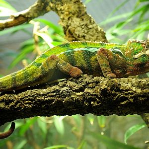 Panther chameleon at Bochum