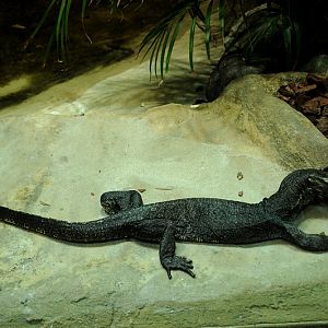 Ziegler's water monitor at Bochum